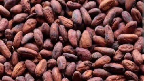 Cocoa shell surplier